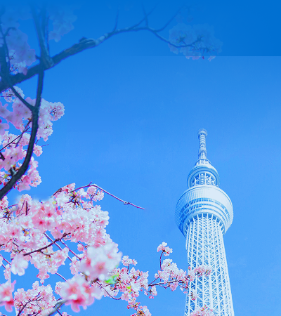 スイートツアー甜兔儿